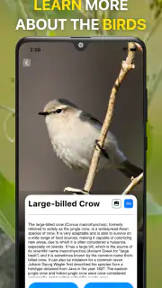 Vogelstimmen Erkennungs App screenshot 4