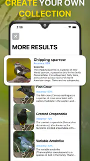 Vogelstimmen Erkennungs App screenshot 5