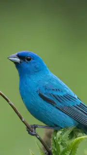 Audubon Bird Guide screenshot 2