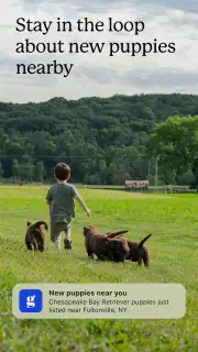 Good Dog: Find Your Puppy screenshot 3