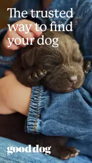 Good Dog: Find Your Puppy screenshot 8