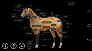Horse Anatomy: Equine 3D screenshot 1