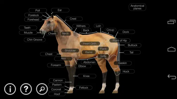 Horse Anatomy: Equine 3D screenshot 1