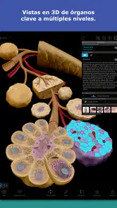 Atlas de anatomía humana 2026 screenshot