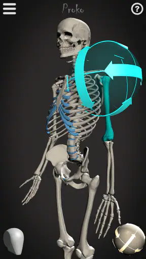 Skelly: Poseable Anatomy Model screenshot 1