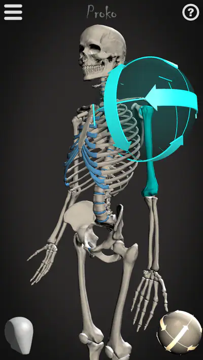 Skelly: Poseable Anatomy Model screenshot 1