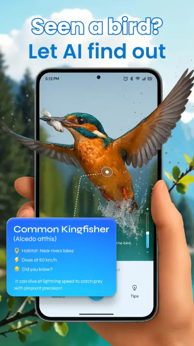 Identification des oiseaux screenshot 1