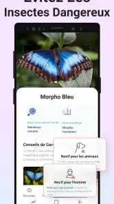Picture Insect - Insectes ID screenshot