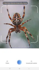 Picture Insect - Insectes ID screenshot