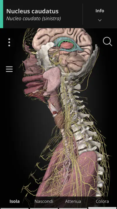 Anatomyka - Anatomia 3D screenshot 1
