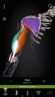 Anatomyka - Anatomia 3D screenshot 5