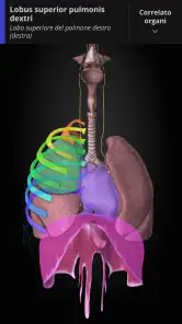 Anatomyka - Anatomia 3D screenshot