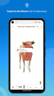 IMAIOS vet-Anatomy screenshot 4