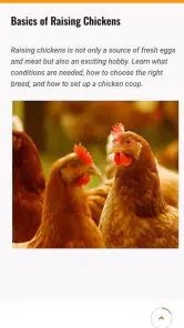 Chicken Road screenshot
