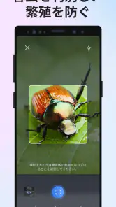 Picture Insect：撮ったら、判る-1秒昆虫図鑑 screenshot