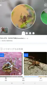 Picture Insect：撮ったら、判る-1秒昆虫図鑑 screenshot