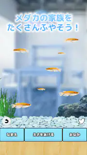 まったりメダカ育成ゲーム screenshot 3