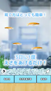 まったりメダカ育成ゲーム screenshot 6