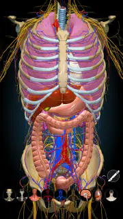 Anatomy Learning By Dr. Blanco screenshot 7
