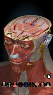 Anatomy Learning By Dr. Blanco screenshot 8