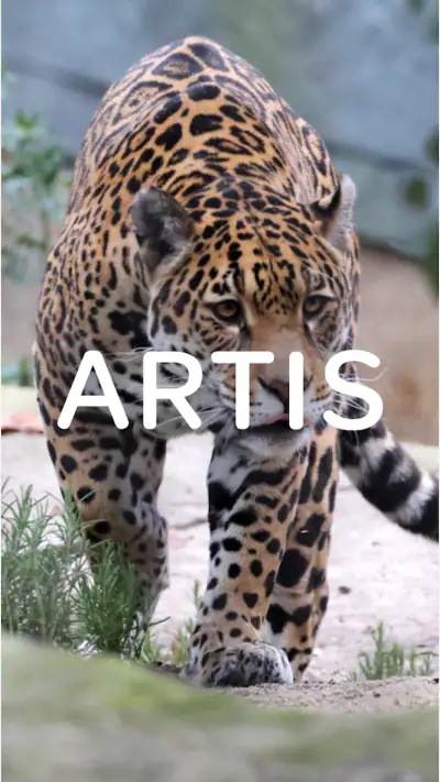 ARTIS screenshot 1