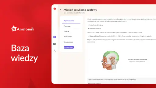 Anatomik screenshot