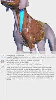 Complete Canine 3D - anatomy screenshot 1