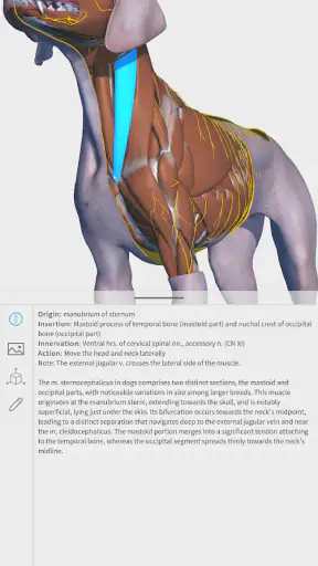 Complete Canine 3D - anatomy screenshot 1