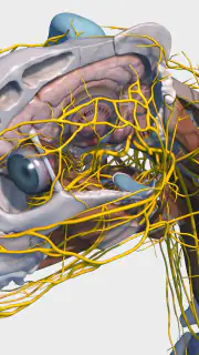 Complete Canine 3D - anatomy screenshot 2