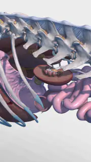 Complete Canine 3D - anatomy screenshot 3
