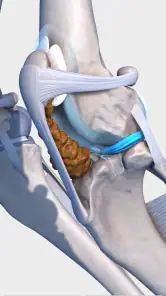 Complete Canine 3D - anatomy screenshot