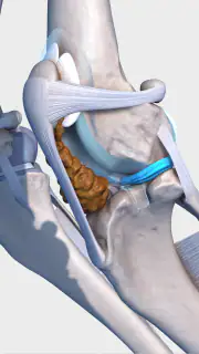 Complete Canine 3D - anatomy screenshot 4