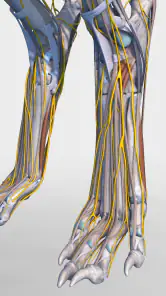 Complete Canine 3D - anatomy screenshot
