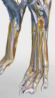 Complete Canine 3D - anatomy screenshot 5