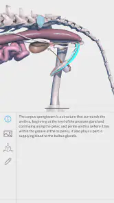 Complete Canine 3D - anatomy screenshot