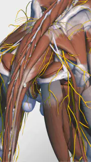 Complete Canine 3D - anatomy screenshot 7