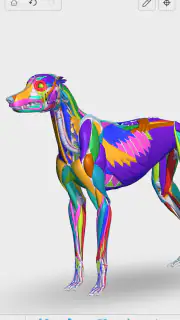 Complete Canine 3D - anatomy screenshot 8