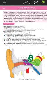 Memorix Anatomia i Histologia screenshot