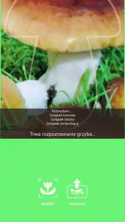Na grzyby screenshot 2